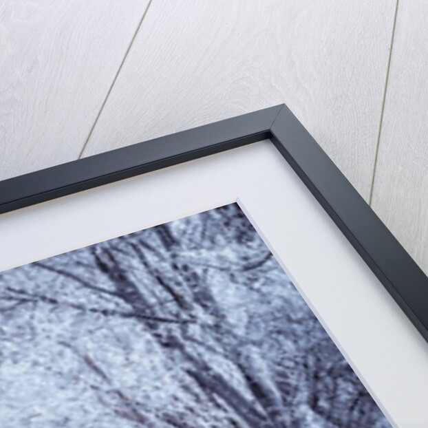 Frosted road through forest by Assaf Frank